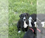 Small #1 Great Dane-Sheepadoodle Mix