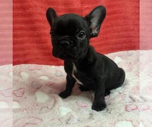 French Bulldog Puppy for sale in VIRGINIA BEACH, VA, USA