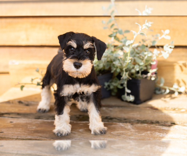 Medium Photo #3 Schnauzer (Miniature) Puppy For Sale in NAPPANEE, IN, USA