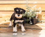 Small #2 Schnauzer (Miniature)