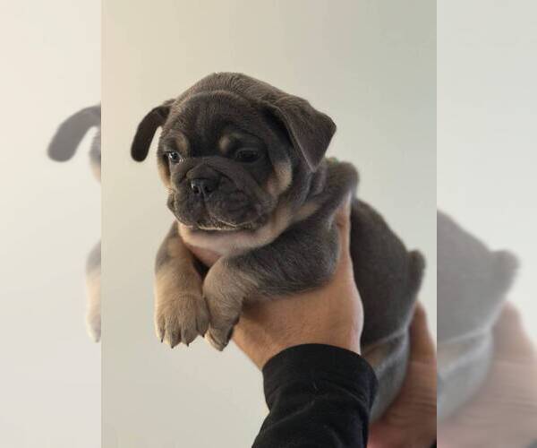 Medium Photo #4 French Bulldog Puppy For Sale in MC GRAW, NY, USA
