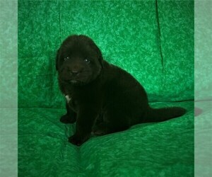 Newfoundland Puppy for sale in CORTEZ, CO, USA