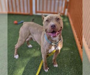 Mutt Dogs for adoption in Las Vegas, NV, USA