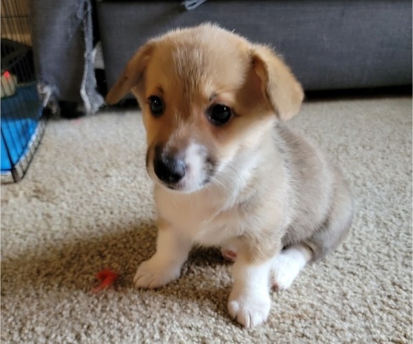 Medium Photo #6 Pembroke Welsh Corgi Puppy For Sale in AUSTELL, GA, USA