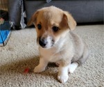 Small Photo #6 Pembroke Welsh Corgi Puppy For Sale in AUSTELL, GA, USA