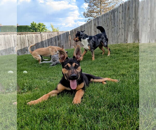 Medium Photo #3 German Shepherd Dog-Unknown Mix Puppy For Sale in Sandy, UT, USA