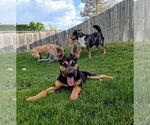 Small #2 German Shepherd Dog Mix