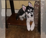 Small Photo #39 Siberian Husky Puppy For Sale in WASHBURN, WI, USA