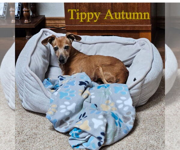 Medium Photo #17 Dachshund Puppy For Sale in San Antonio, TX, USA