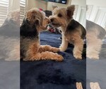 Small #2 Mutt