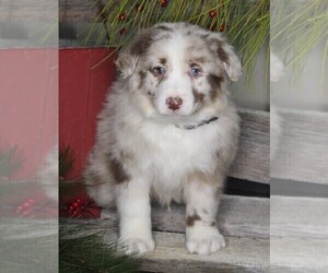Australian Shepherd Puppy for sale in FREDERICKSBURG, OH, USA