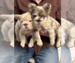 Small #14 French Bulldog