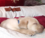Small #1 Labrador Retriever