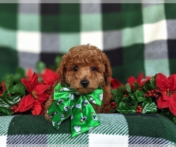 Medium Photo #7 Poodle (Miniature) Puppy For Sale in LEOLA, PA, USA