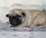 Small Photo #55 Pug Puppy For Sale in WINNSBORO, TX, USA