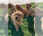 Small Photo #1 Golden Retriever Puppy For Sale in MANTECA, CA, USA
