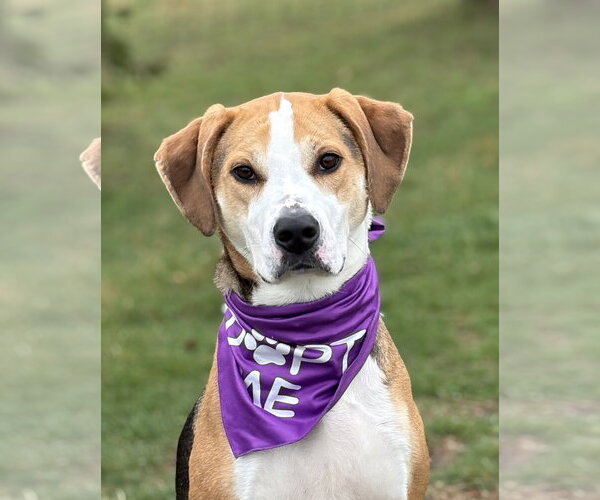 Medium Photo #1 Coonhound-Unknown Mix Puppy For Sale in Spring Lake, NJ, USA
