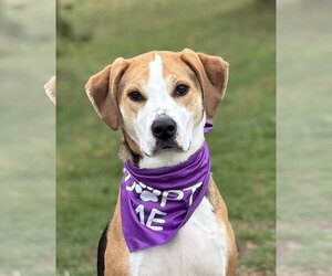 Coonhound-Unknown Mix Dogs for adoption in Spring Lake, NJ, USA
