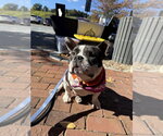 Meatball - Female Bulldog-Unknown Mix Dog for Adoption - Small photo