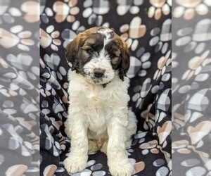 Saint Berdoodle Puppy for sale in PEACH BOTTOM, PA, USA