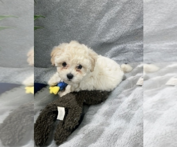 Medium Photo #9 Poodle (Toy) Puppy For Sale in CHARLOTTE, NC, USA