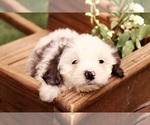 Small #6 Cavapoo