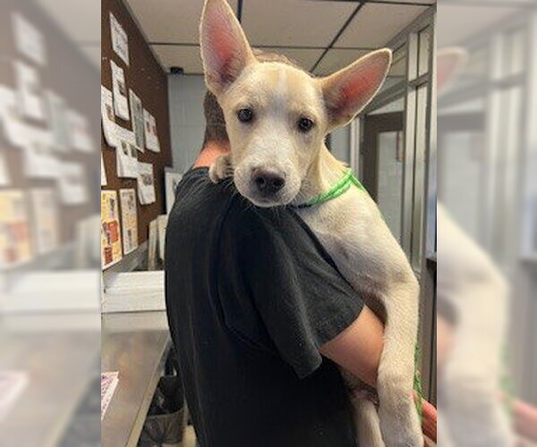 Medium Photo #1 Siberian Husky Puppy For Sale in Stockton, CA, USA