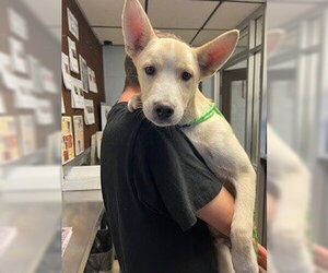 Siberian Husky Dogs for adoption in Stockton, CA, USA