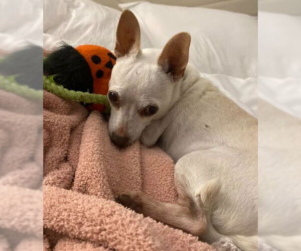 Medium Photo #4 Chihuahua-Unknown Mix Puppy For Sale in San Diego, CA, USA