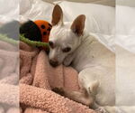 Small #3 Chihuahua Mix