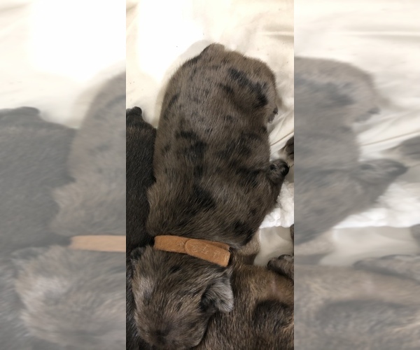 Medium Photo #1 French Bulldog Puppy For Sale in AURORA, MO, USA