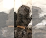 Small Photo #1 French Bulldog Puppy For Sale in AURORA, MO, USA