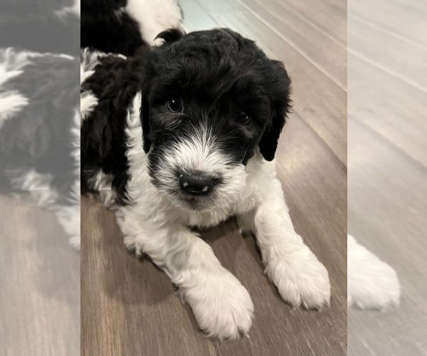 Medium Photo #8 Sheepadoodle Puppy For Sale in MERIDIAN, PA, USA