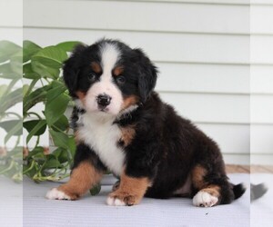 Bernese Mountain Dog Puppy for sale in EAST EARL, PA, USA