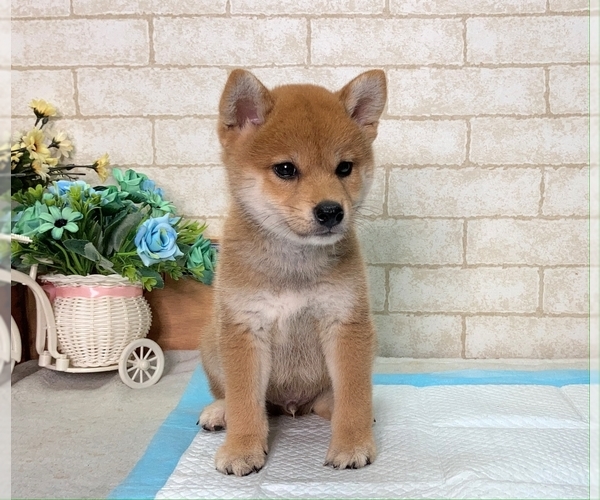 Medium Photo #3 Shiba Inu Puppy For Sale in MANHATTAN, NY, USA