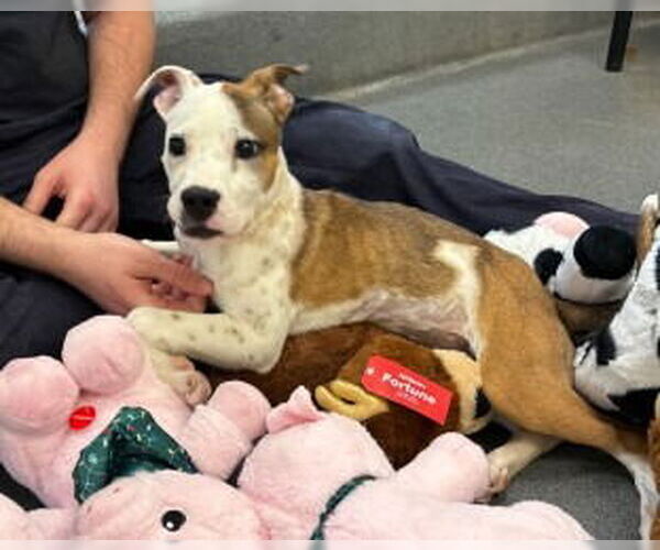 Medium Photo #2 Mutt Puppy For Sale in Glen Allen, VA, USA