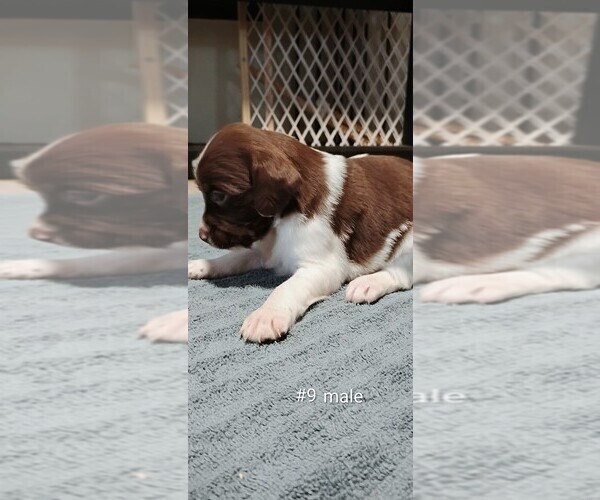 Medium Photo #8 Brittany Puppy For Sale in DOWAGIAC, MI, USA