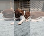 Small Photo #8 Brittany Puppy For Sale in DOWAGIAC, MI, USA