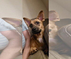 Chihuahua-Unknown Mix Dogs for adoption in Virginia Beach, VA, USA