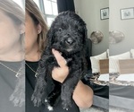 Small #1 Bernedoodle