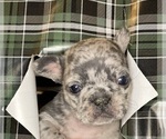 Small #2 French Bulldog