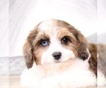 Small Photo #3 Cavapoo Puppy For Sale in MOUNT VERNON, OH, USA