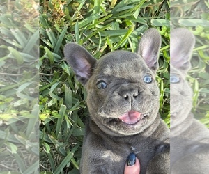 French Bulldog Puppy for sale in CORAL SPRINGS, FL, USA