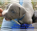 Small #10 American Pit Bull Terrier