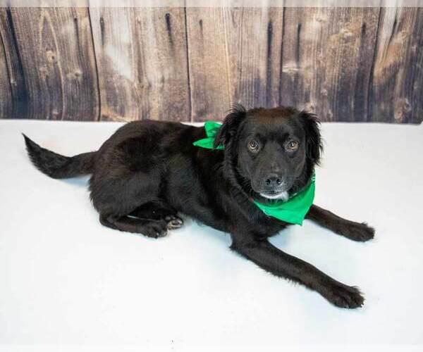 Medium Photo #3 Border Collie-Retriever  Mix Puppy For Sale in Kennesaw, GA, USA