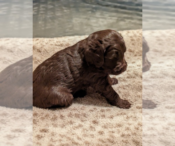 Medium Photo #4 Goldendoodle Puppy For Sale in PITTSGROVE, NJ, USA
