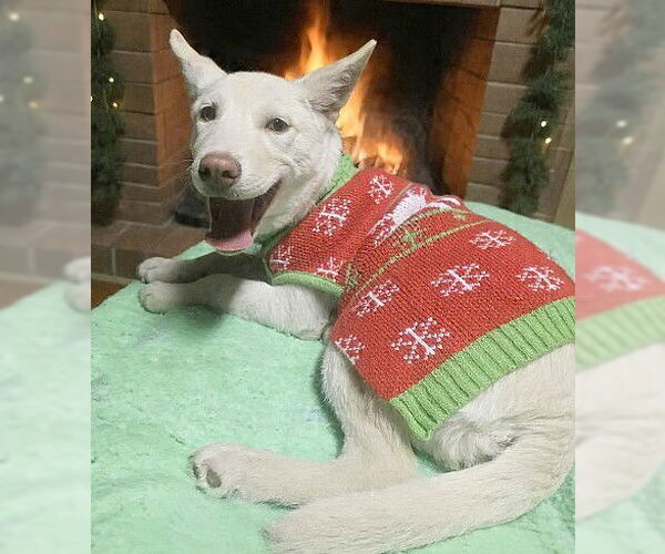 Medium Photo #2 Mutt Puppy For Sale in Genesee, WI, USA