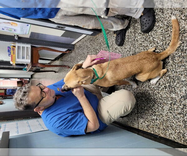Medium Photo #7 Boxer-Huskies  Mix Puppy For Sale in Winston Salem, NC, USA