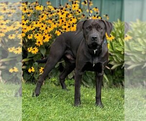 Labrador Retriever-Unknown Mix Dogs for adoption in Batavia, NY, USA