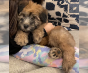 Soft Coated Wheaten Terrier Puppy for sale in HOLMDEL, NJ, USA
